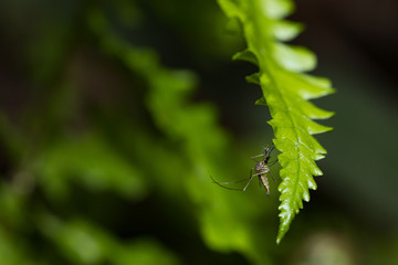 Aedes aegypti Mosquito. Close up a Mosquito on leaf,