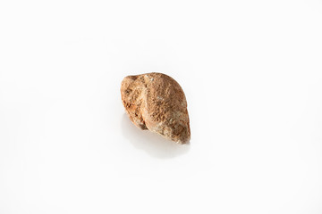 Gastropod, Fossil Specimen.