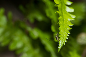 Aedes aegypti Mosquito. Close up a Mosquito on leaf,