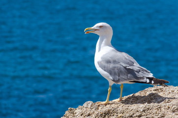 seagull standing on the rocks of the coast