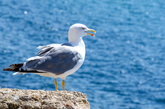 portrait of a seagull standing