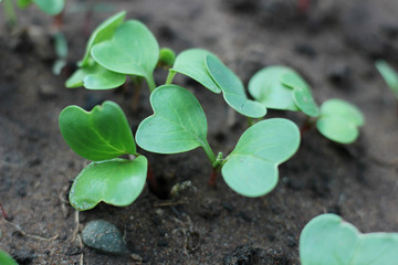 young shoots radishes in the garden