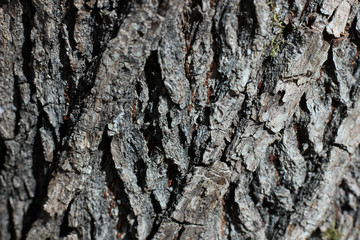 beautiful structure of tree bark
