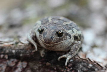 toad is heated in the spring sun