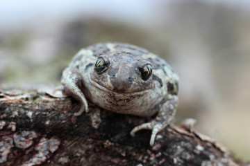 toad is heated in the spring sun