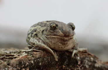 toad is heated in the spring sun