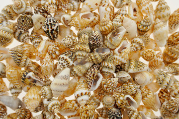 seashells background. shallow spiral seashells.Sea background with seashells. summer sea texture. Summer season