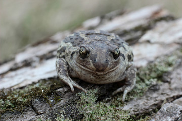 frog basking in the spring sun
