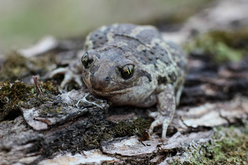 toad is heated in the spring sun
