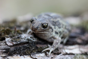toad is heated in the spring sun