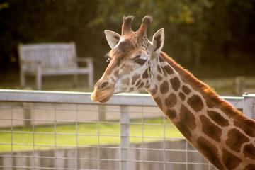 Giraffe Close up