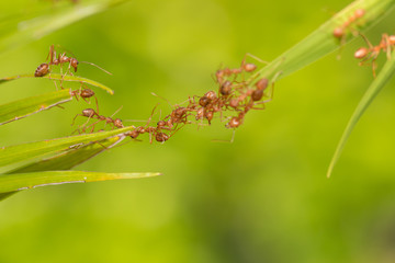 Ant action standing.Ant bridge unity team