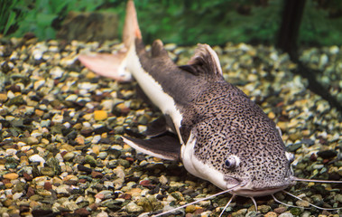 Red-tailed catfish in a transparent aquarium aquarium. Vertical photo