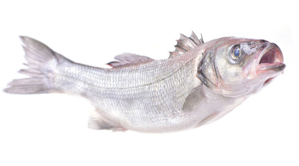 Fish seabass