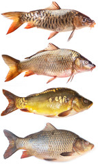 Fish carp