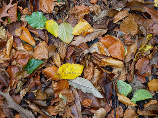 Colorful foliage on the forest floor in autumn