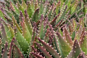 Close up of aloe vera plant