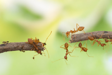 Ant action standing.Ant bridge unity team,Concept team work together