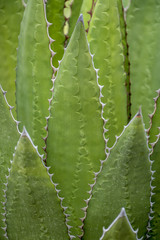 Close up of Aloe Vera leaves texture