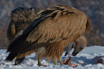 Griffon Vultures Eating in Winter