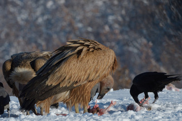 Griffon Vultures Eating in Winter