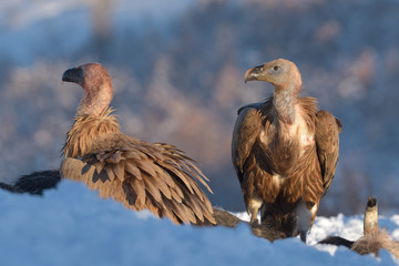 Griffon Vultures in Winter Landscape, into the Mountains
