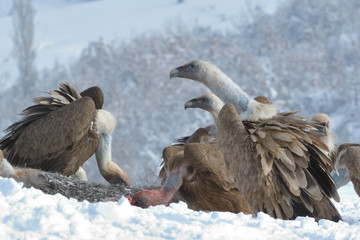 Griffon Vultures Eating in Winter