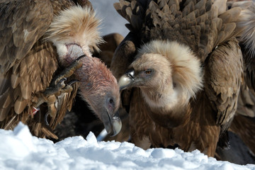 Griffon Vultures in Winter Landscape, into the Mountains