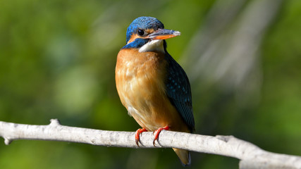 Common Kingfisher (Alcedo athis)