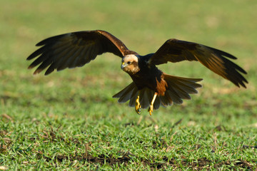 Marsh harrier (Circus aeruginosus)