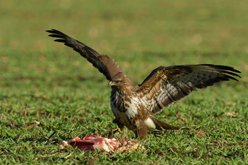 Common Buzzard (Buteo buteo) on a Field