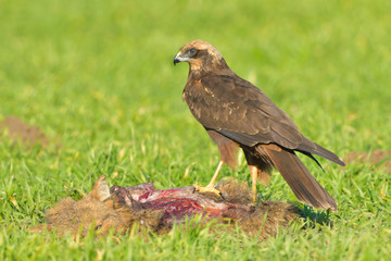 Marsh harrier (Circus aeruginosus)