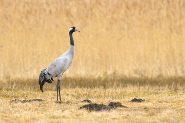 Fototapeta premium Common Crane, on the field, in autumn