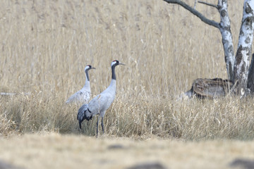 Common Cranes, on the field, in spring migration