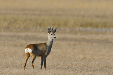 Male Roe Deer on the field