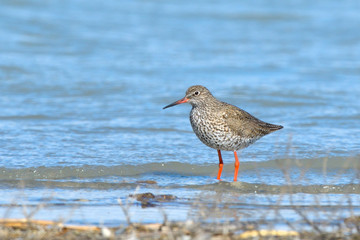 Common Redshank in shallow water