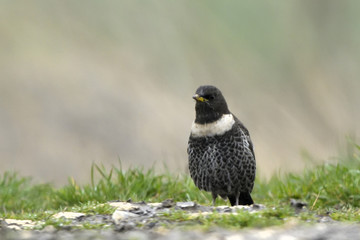 Ring Ouzel on the ground