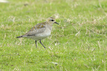European Golden Plover on a field