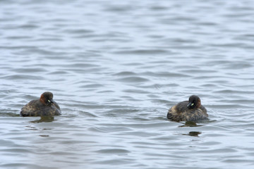 Little Grebe on water