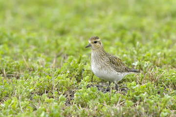 European Golden Plover on spring vegetation