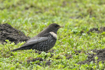 Ring Ouzel on the ground