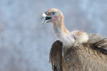 Griffon Vulture Portrait in Winter