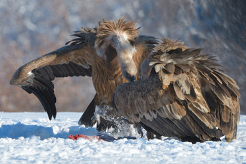 Griffon Vultures Eating in Winter