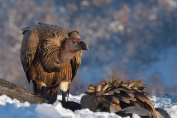 Griffon Vulture in Winter Landscape