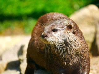 Loutre géante