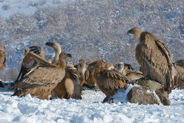 Obraz na płótnie Canvas Griffon Vultures in Winter Landscape, into the Mountains