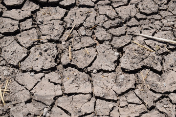 drought, the earth cracked due to drought, dry grass on the ground