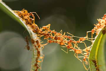 Ant action standing.Ant bridge unity team,Concept team work together