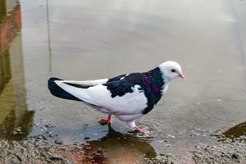 Bird wild pigeon near the puddle on the street on the stone pavement in the city, spring landscape...
