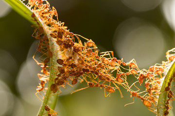 Obraz premium Ant action standing.Ant bridge unity team,Concept team work together